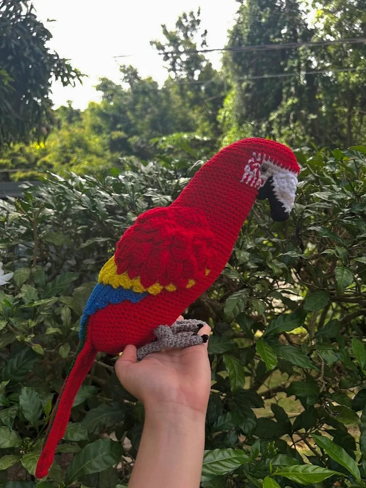 Guacamayo product image (2)