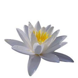 The White Lotus