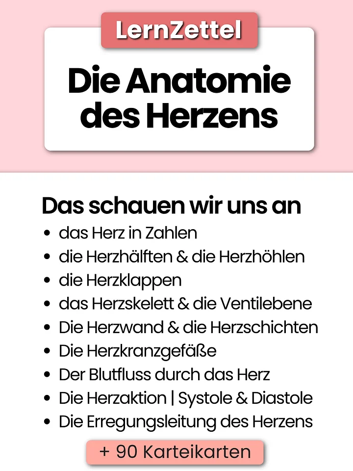 LernZettel 'Anatomie des Herzens' product image (2)