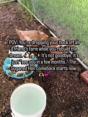Yesterday was tough moving the flock, but this isn’t the end—it’s just the beginning. 🐔✨ While they’re at their temporary home, I’ll still be there every day taking care of them while we build our dream and our new vintage look! 🏠💻 We are on a journey to 10k followers and beyond! 🚀 Please SHARE this video to help us grow and stay tuned for the greatest comeback ever. 🫶🏻💕 #thesugaredhen #chaoscrew #farmcomeback #homesteading #supportlocal 