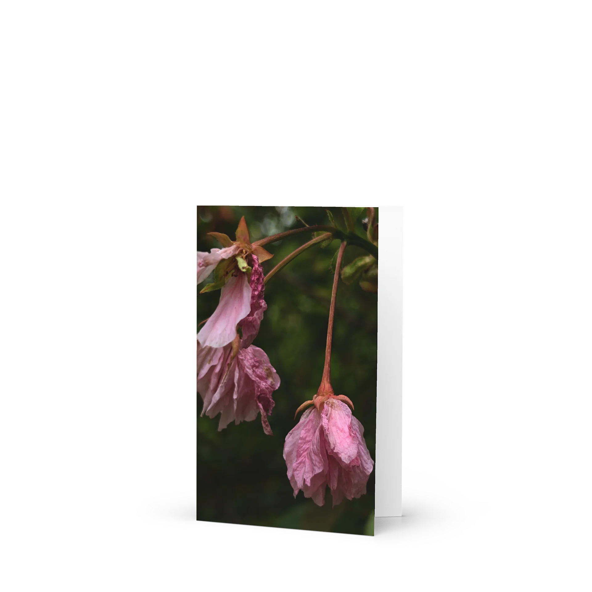 wilted cherry — from "holding" | art print | eza | casa de karma product image (1)