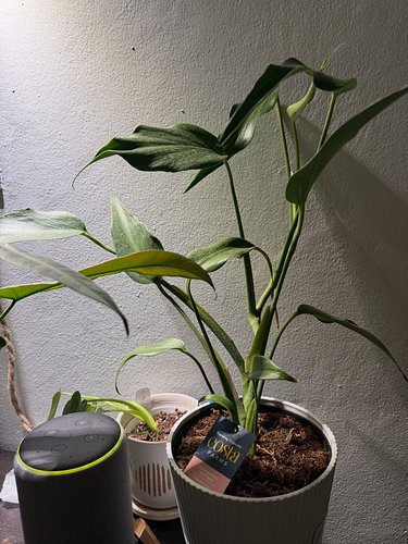 Tuve un perk de $50 y lo use para comprar cositas esenciales: Pia Tree Ivy, Philodendron White Princess, y Monstera Burle Mar...