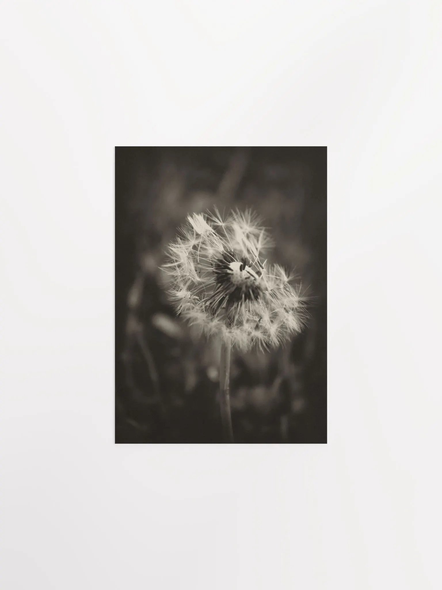 Dandelion product image (3)