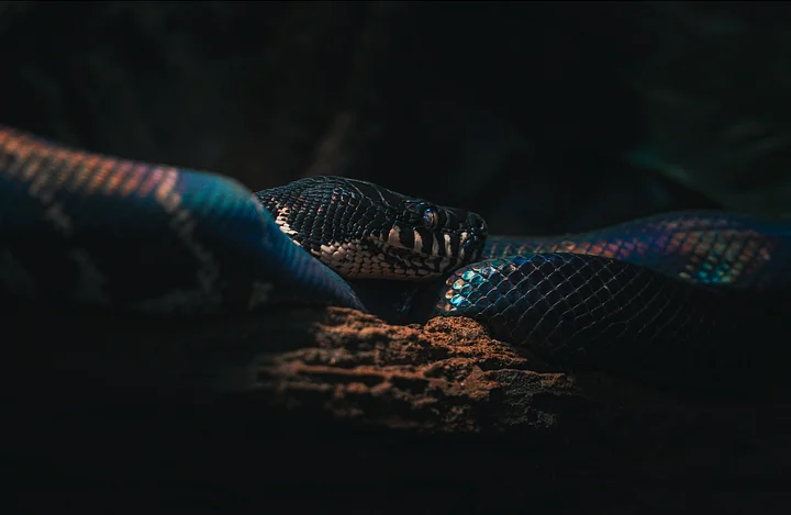 Boelins Python product image (1)