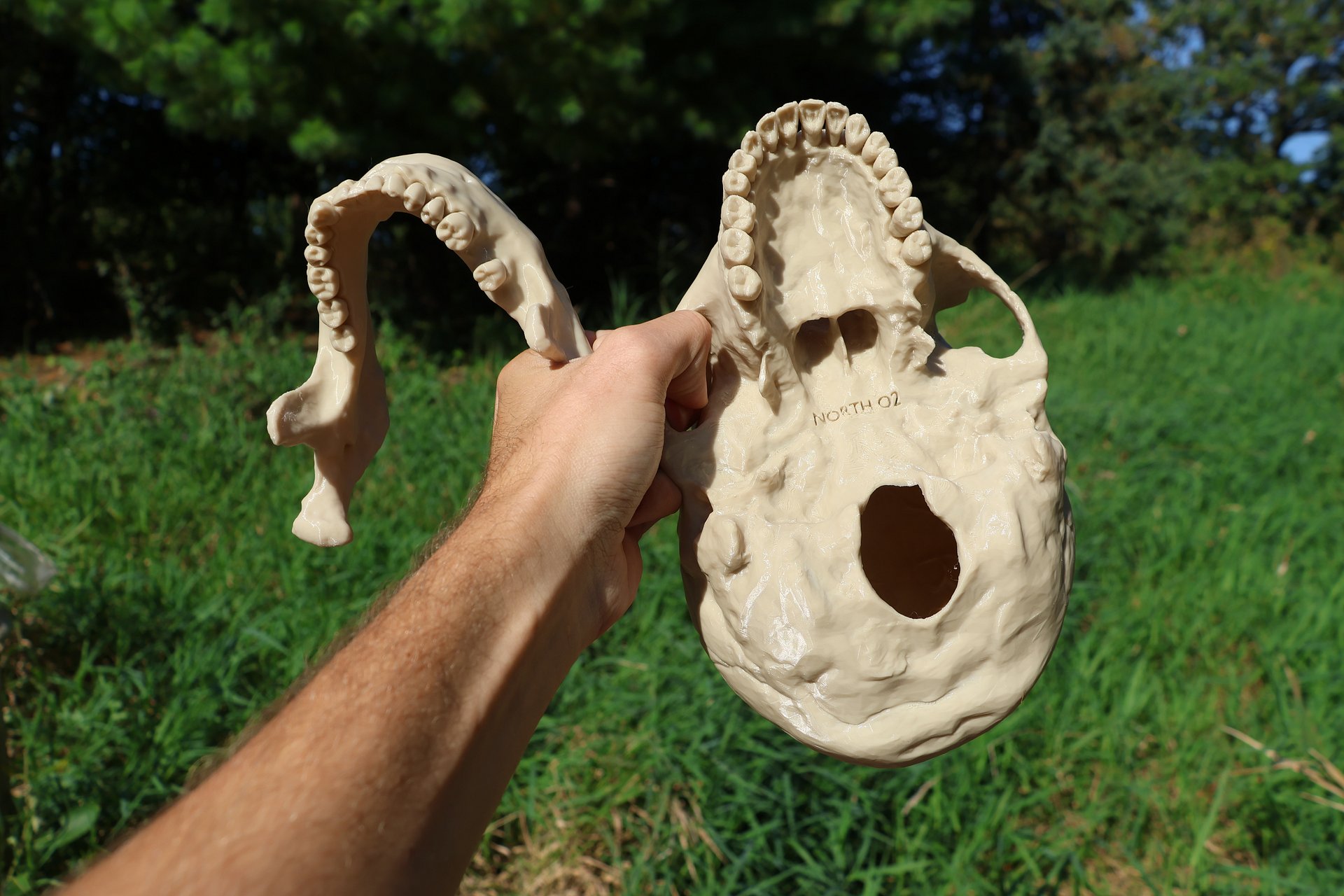 Neanderthal Skull Replica Unpainted product image (4)