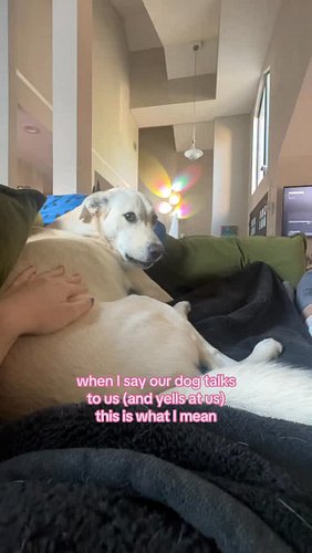 Wait until the end to see his reaction to being asked if he’s gonna be nice 🙄😂 Anyone wanna guess what breeds he’s mixed with...