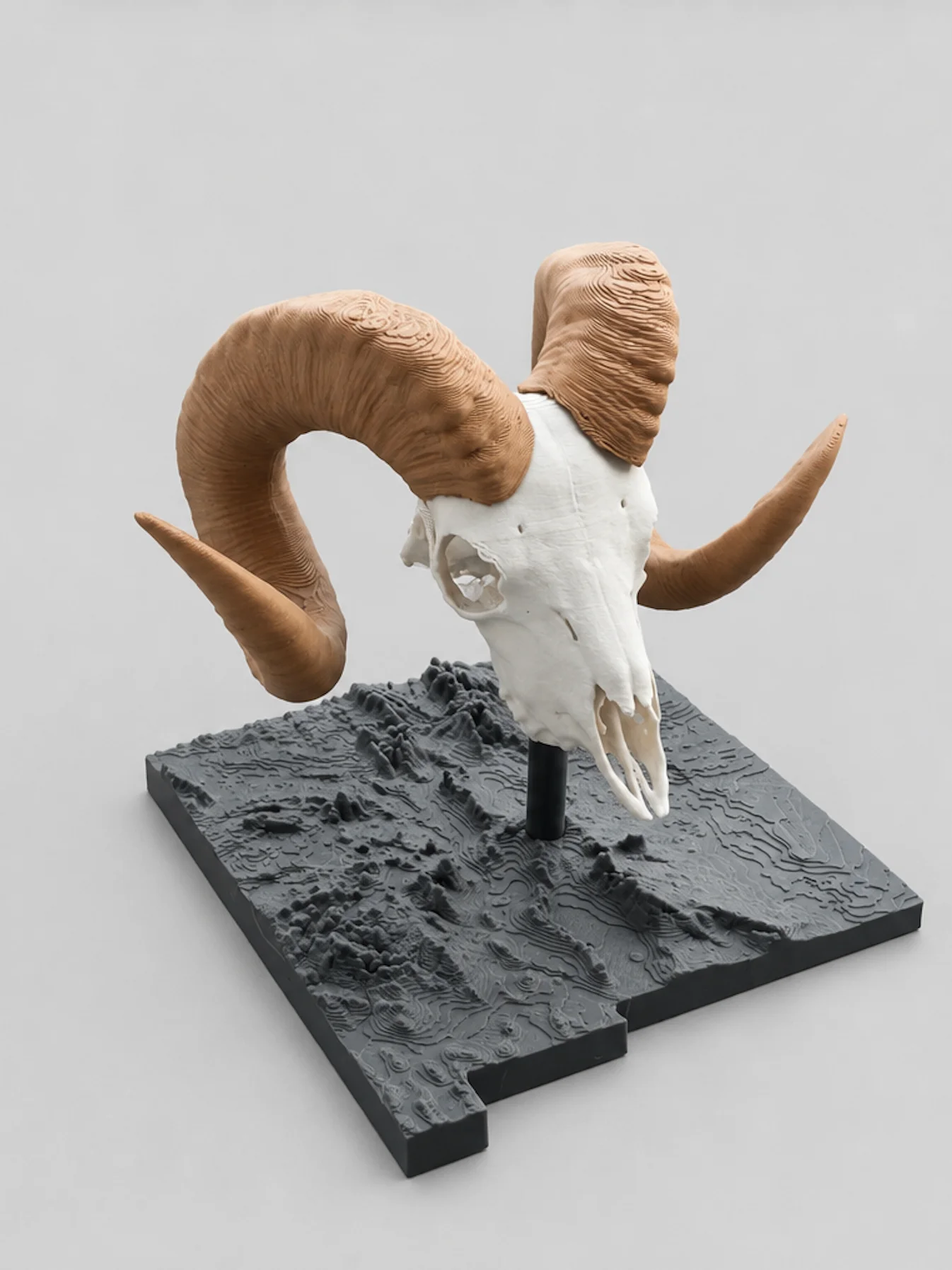 Bighorn Sheep Euro Mount product image (2)