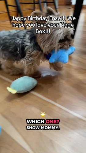 #fyp #dogsofinstagram #yorkielovers #yorkiegram #dogmom