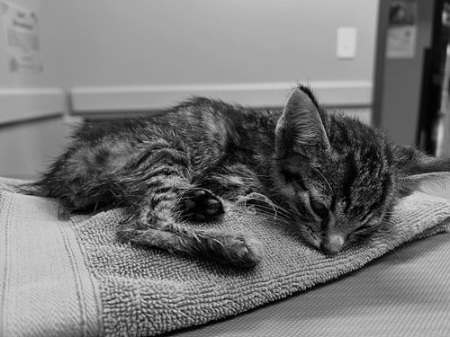 Just got back from taking this sweet baby, Meatball, to the emergency vet.

Her finders knew something was very wrong and rea...