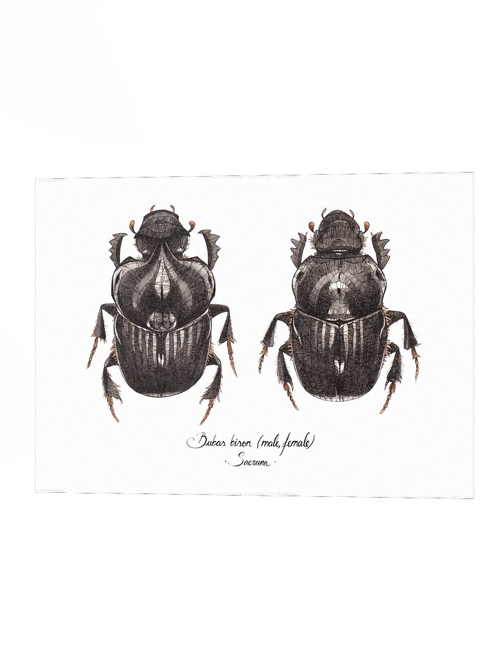 Bubas Bison • Print product image (2)
