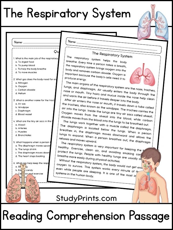 The Respiratory System Reading Comprehension Passage and Questions | Printable PDF product image (1)