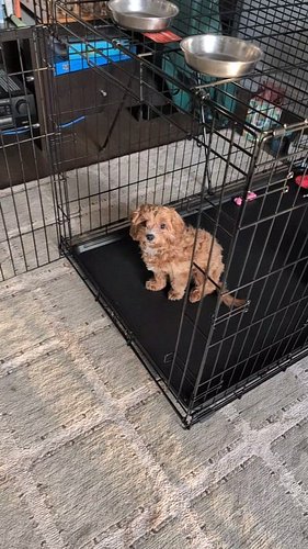 Day 19 of Leo's Room and Board Potty Training Program, and this 6-month-old superstar is absolutely crushing it! 🐾🎉 His progr...