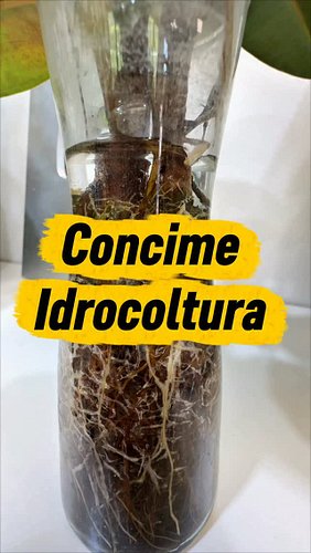 Concimare in idrocoltura 🚰🌿

Sia nei vasi autoirriganti con terriccio che in idrocoltura non dobbiamo dimenticare la nutrizio...