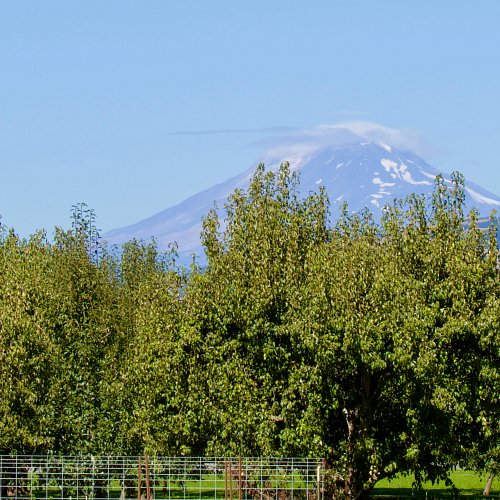 The Hood River Fruit Loop sounds like a tourist attraction invented by a crack marketing team—and it was. But following its w...