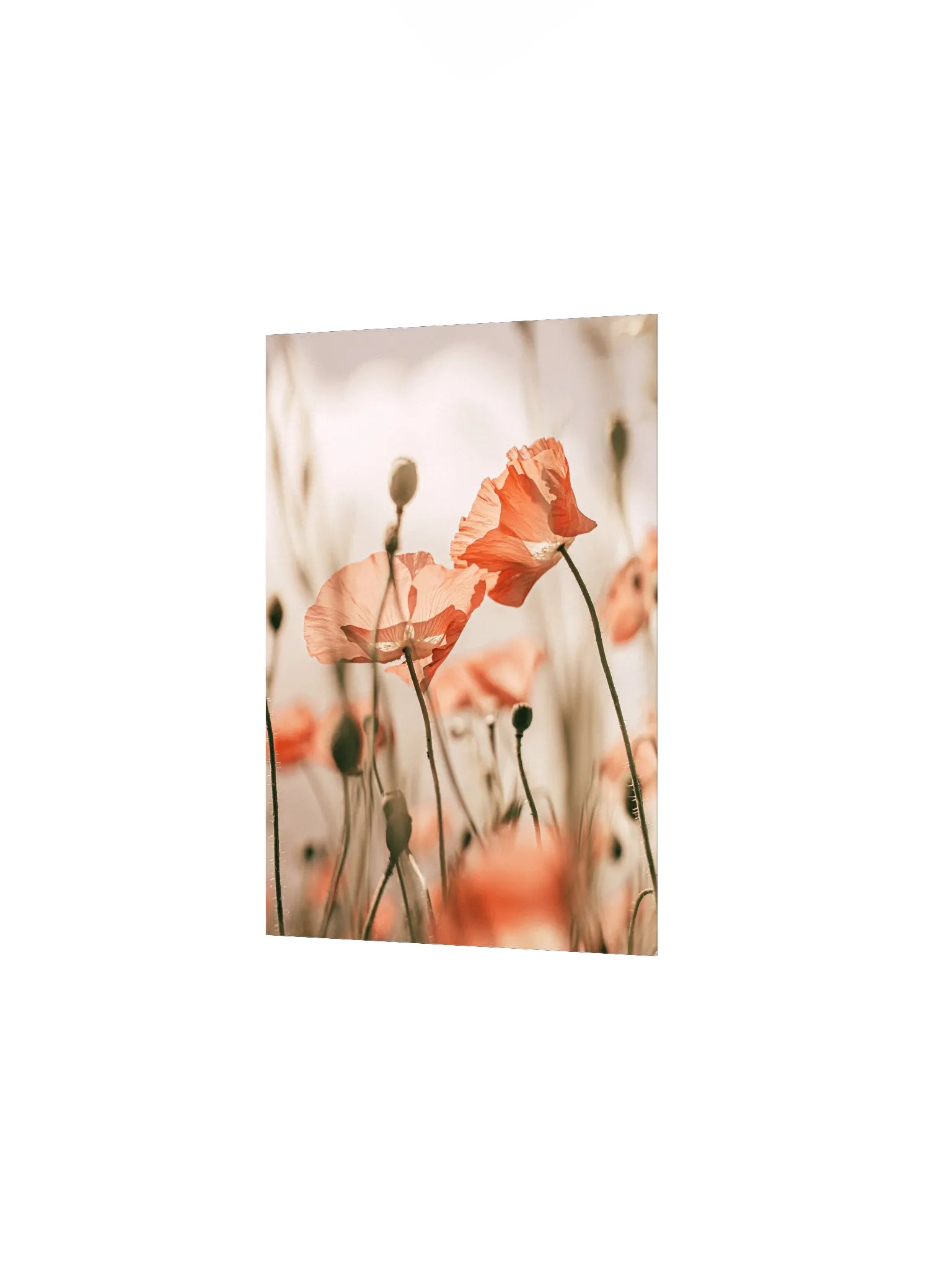 Translucent Poppy Whispers Poster product image (24)