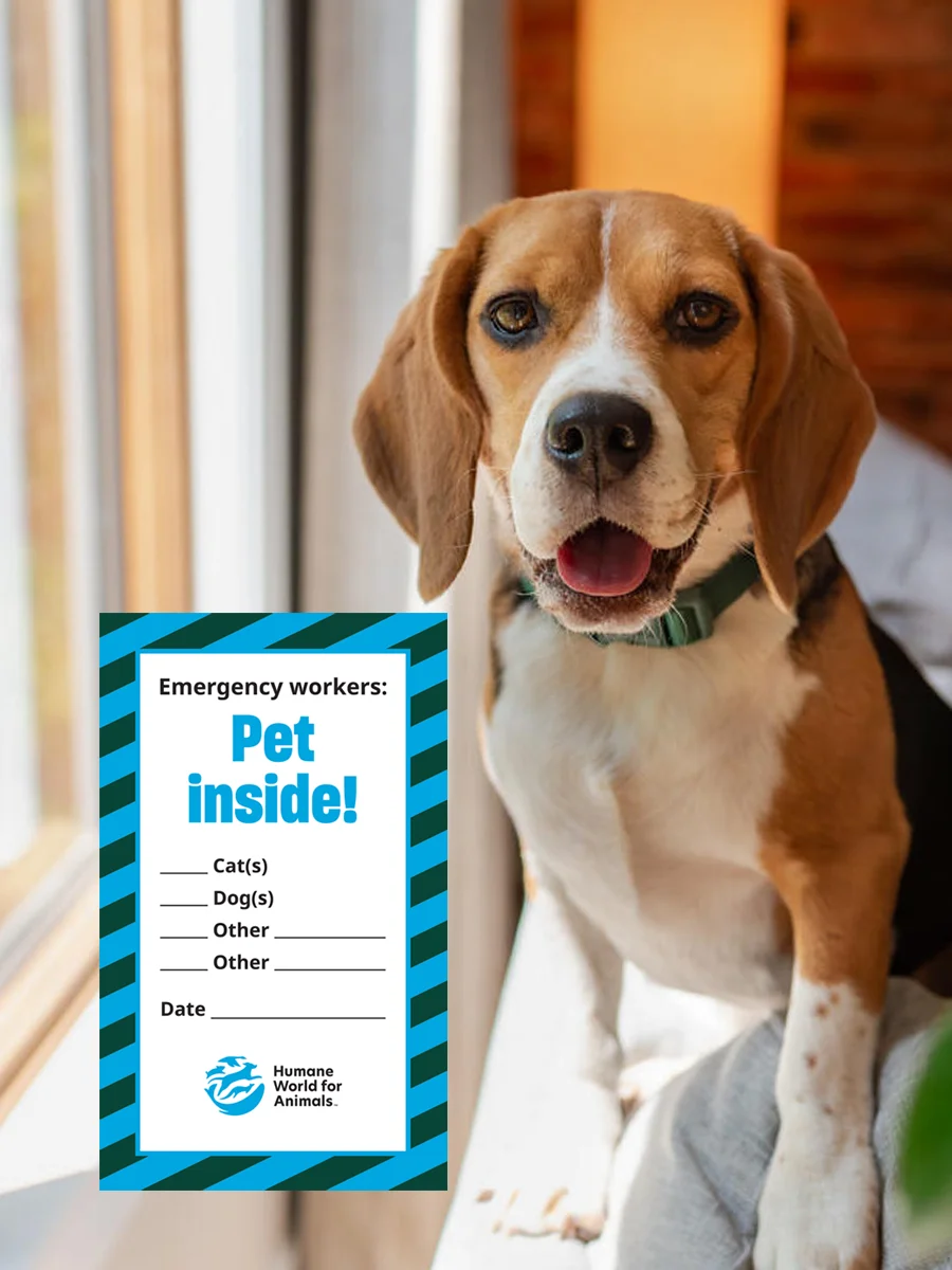 Pet Inside Window Cling product image (4)
