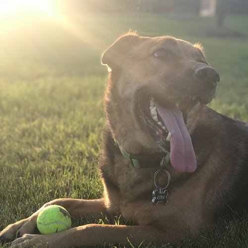 On 12/30, 4:15PM, we said goodbye to Kira. 

Some of you had know that for the past few months, she was in need of some extra...