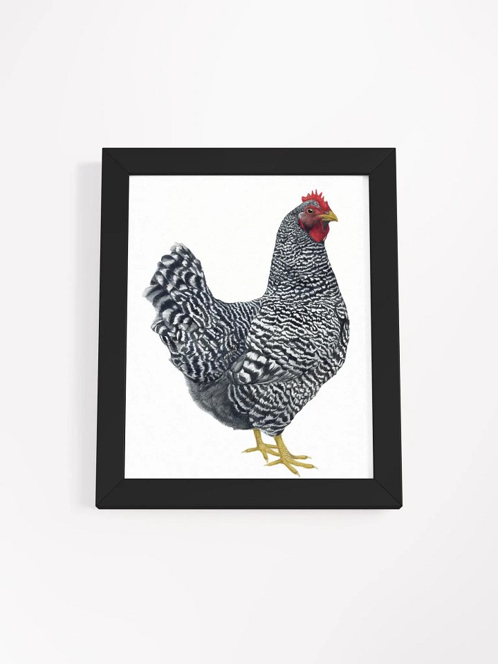 Plymouth Rock Chicken - framed print product image (1)