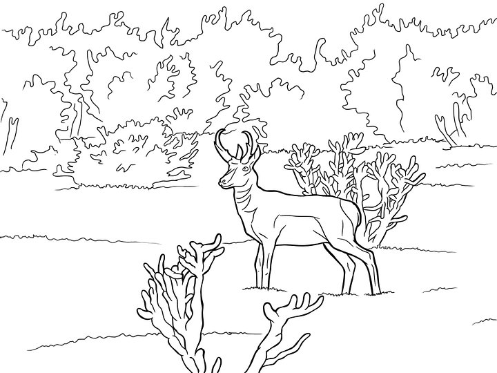 Coloring Page- Pronghorn Antelope product image (1)