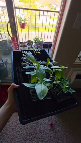 Transplanting Zinnias & Marigolds on the Balcony Garden

#gardening #containergarden
