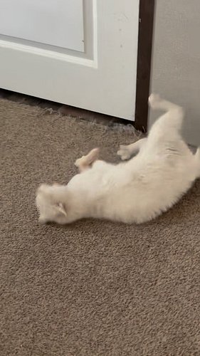⚠️ CONTENT WARNING: This video shows a cat experiencing a seizure. Please watch with caution.

Yesterday, we received a call ...