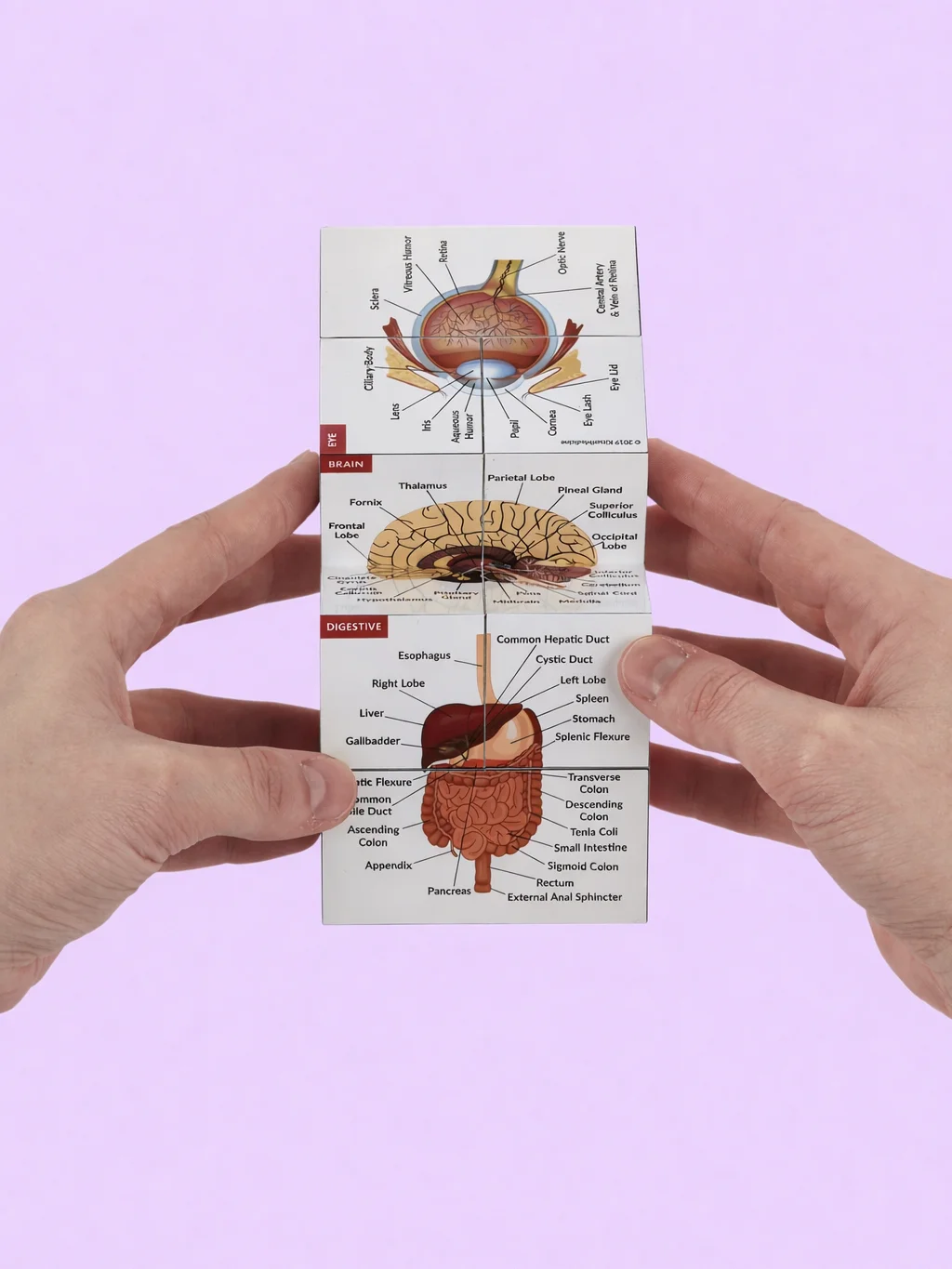 Anatomy Study Cubes (Feline & Human) product image (6)