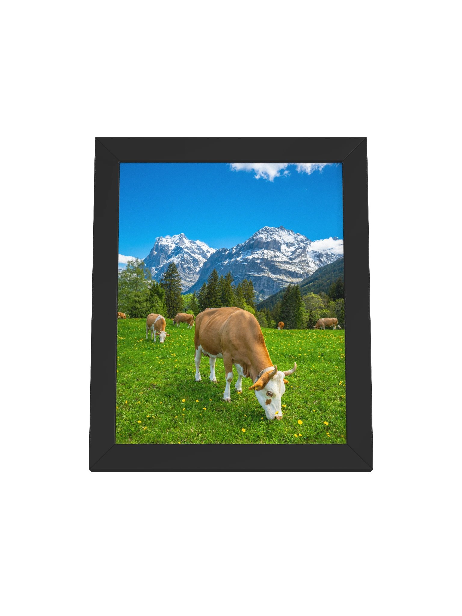 Simmentaler Cow (original swiss breed) product image (5)