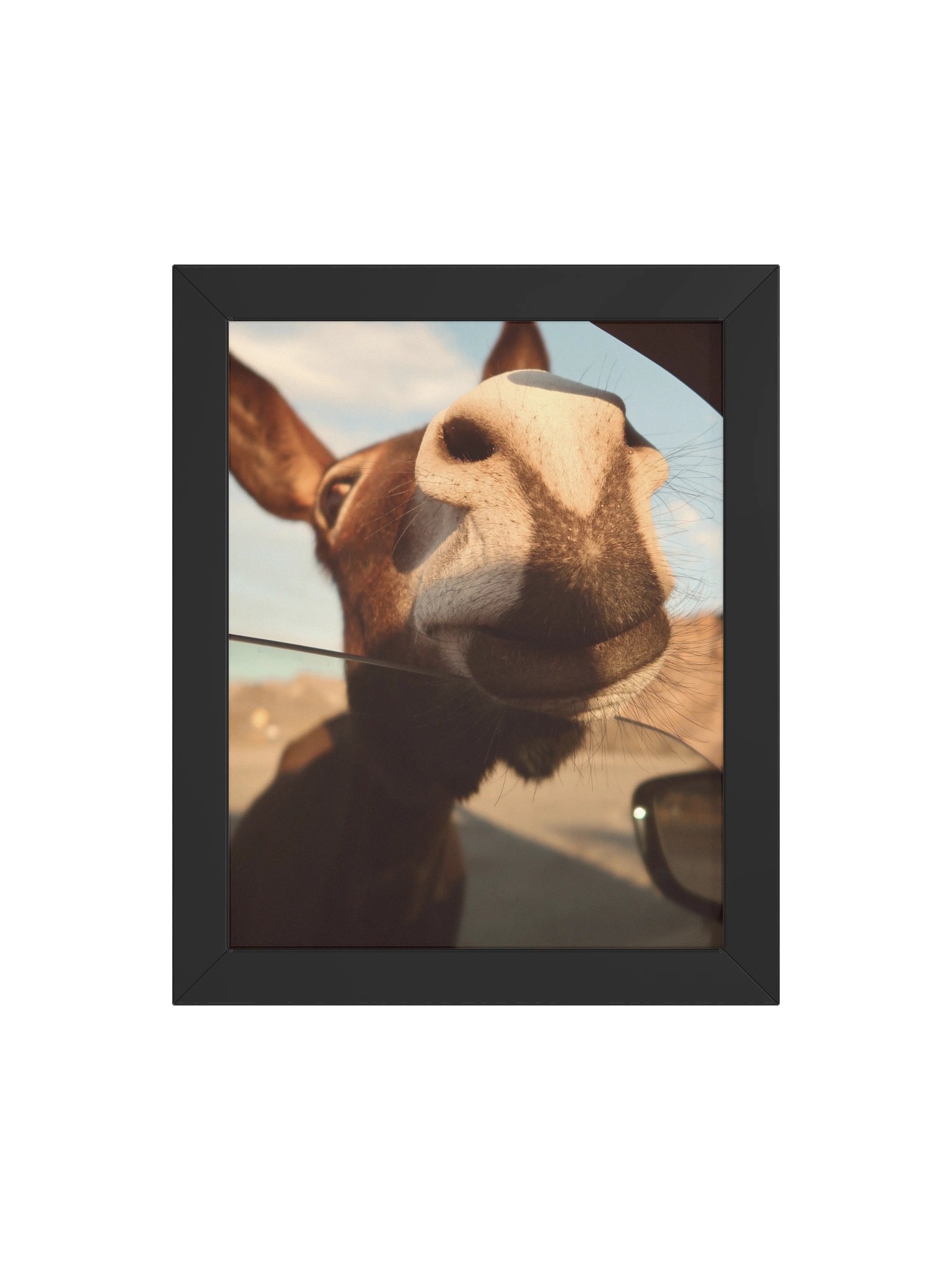 Route 66 Oatman Donkey product image (39)