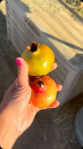 The horses try the forbidden fruit pomegranate #pomegranate #horses #horsetastetest #fruit #horsetreats