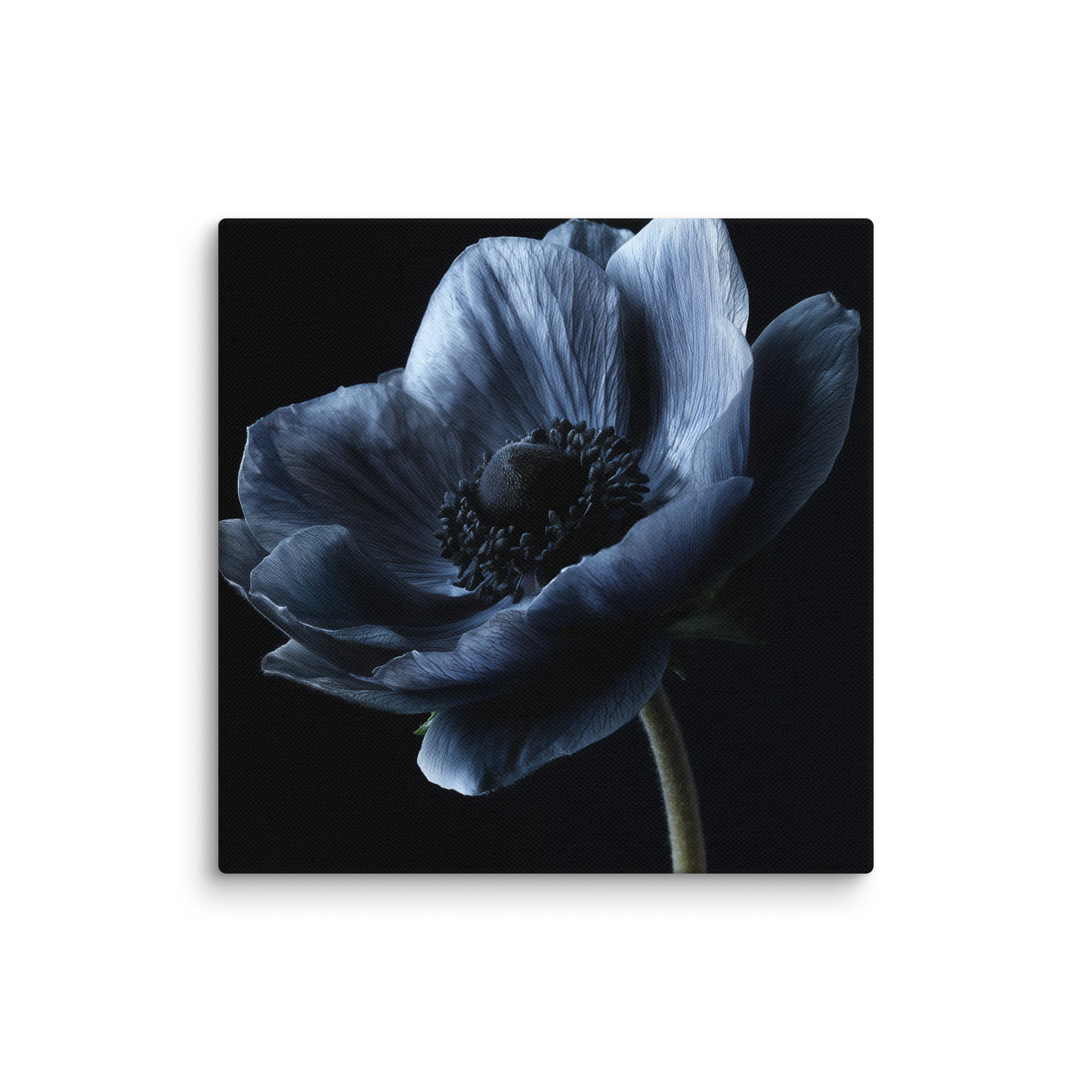 Black Field | Nocturne Anemone IV - Canvas product image (1)