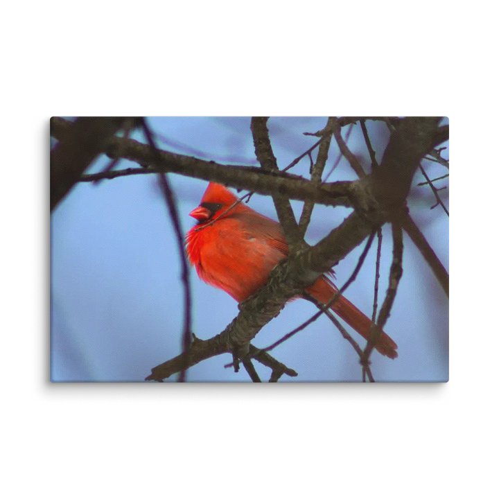 Lone Cardinal product image (3)