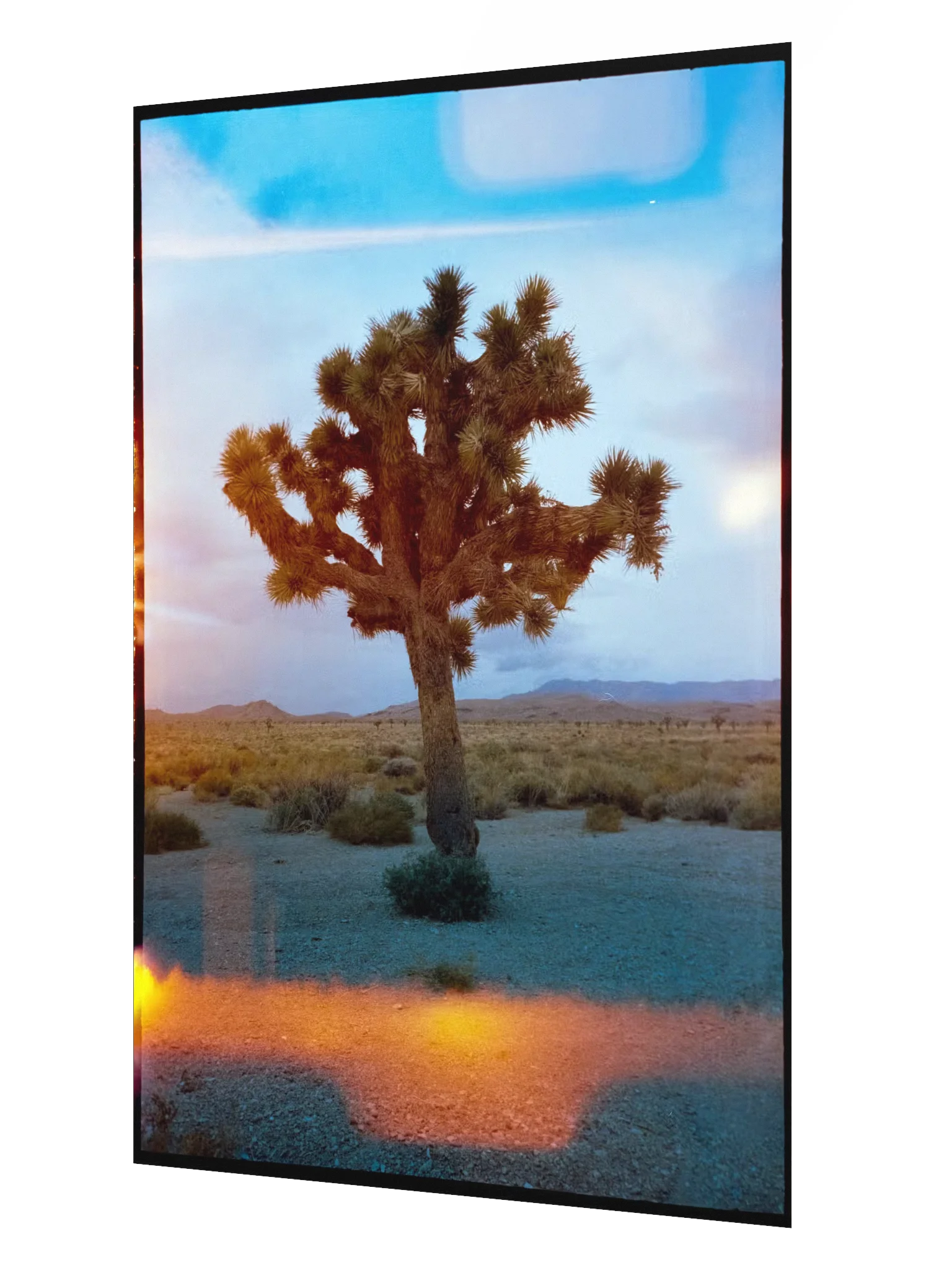 Joshua Tree Print product image (2)