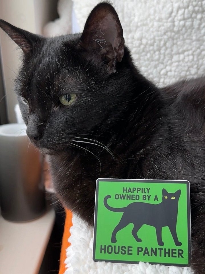 Happily Owned by a House Panther sticker (bright green) product image (1)