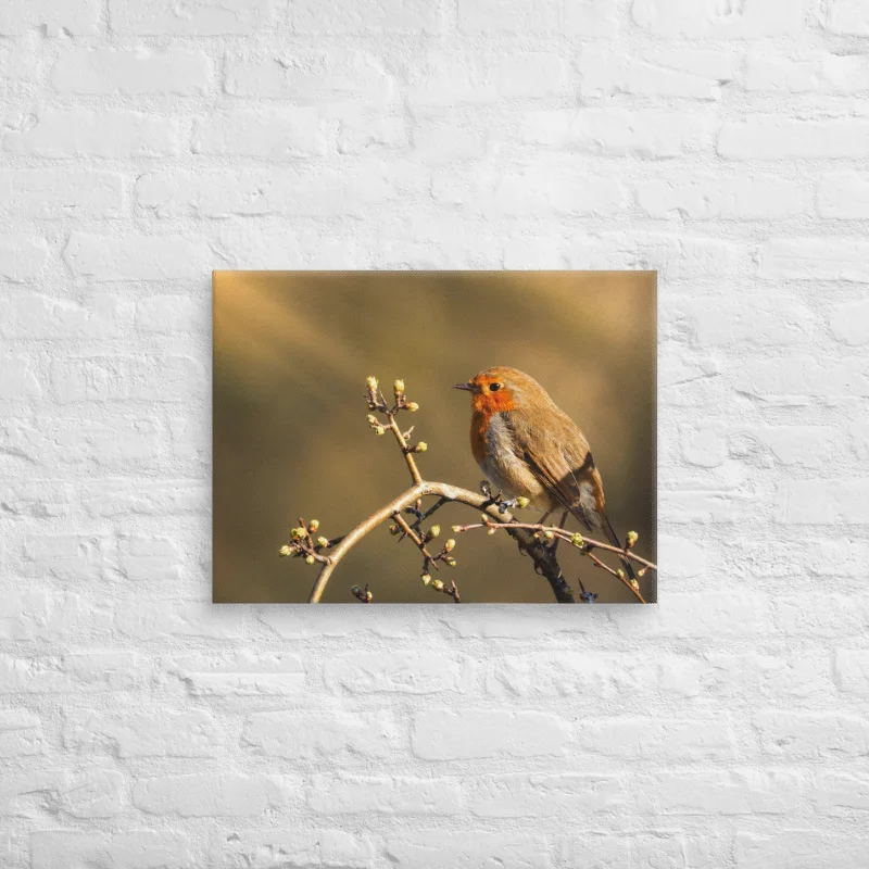 Golden hour Robin Bird Canvas product image (4)