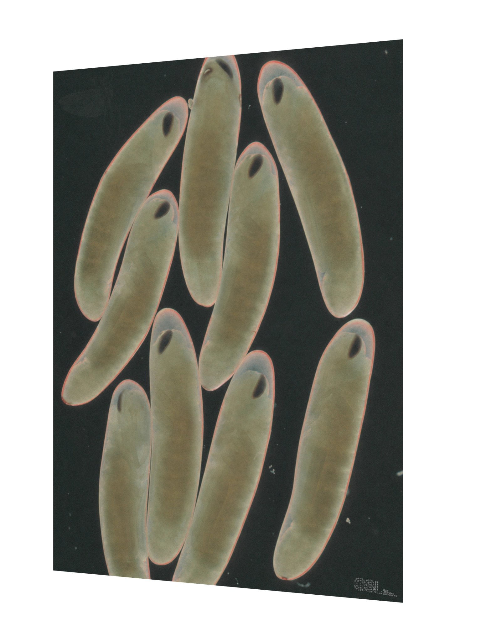 dischargedflightposter product image (2)