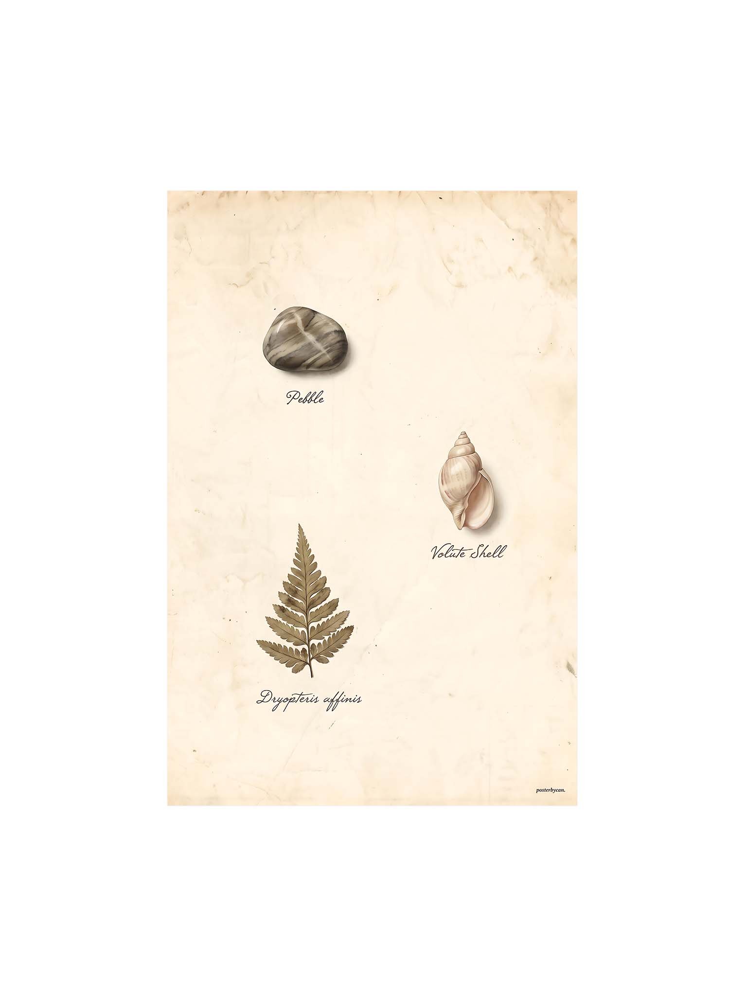 Natural Form Study - Vintage Botanical & Natural History Wall Art product image (1)