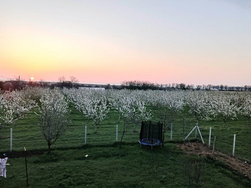 Răsărit de soare peste migdale în floare
