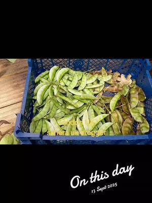 #onthisday Bangladeshi shim harvest in London #plants #vegetables #viralvideos 