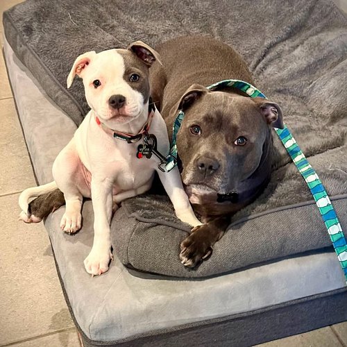 Are you kidding me? 🥰 #brother #sister #cute #love #dogs