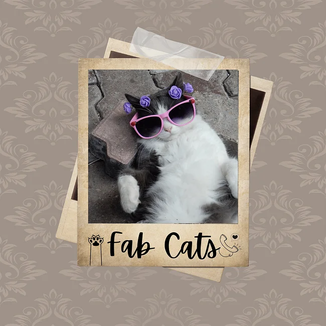 The Fab Feline Collection