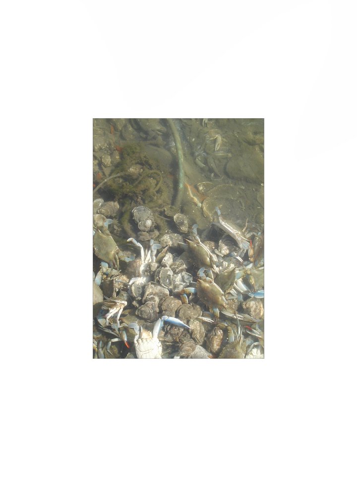 Crab Colony Underwater Matte Poster product image (1)