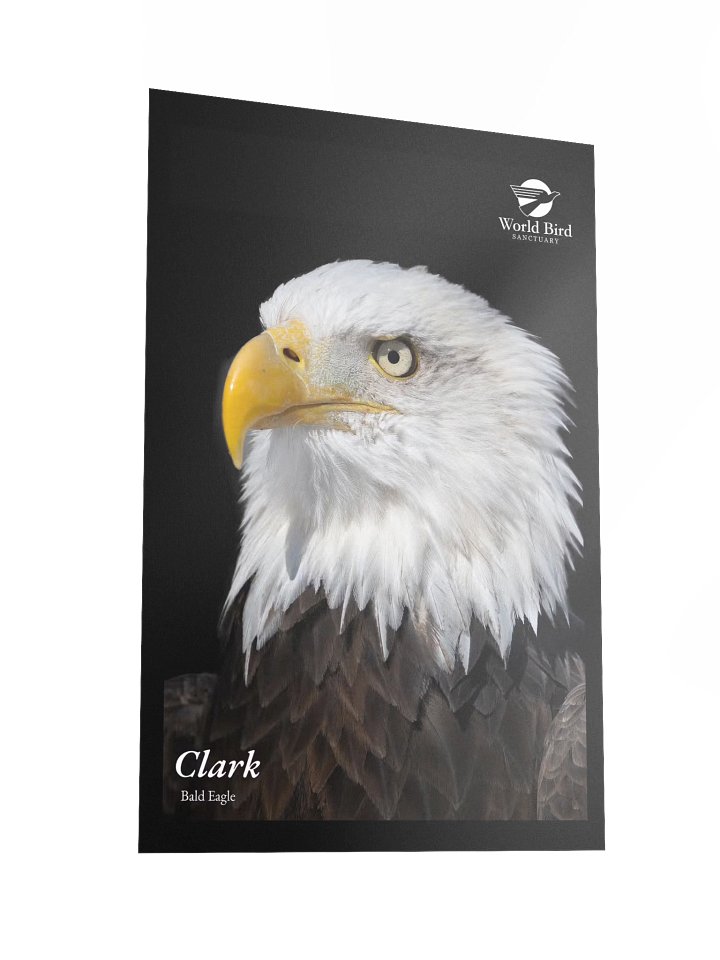 Clark - Bald Eagle Poster product image (2)
