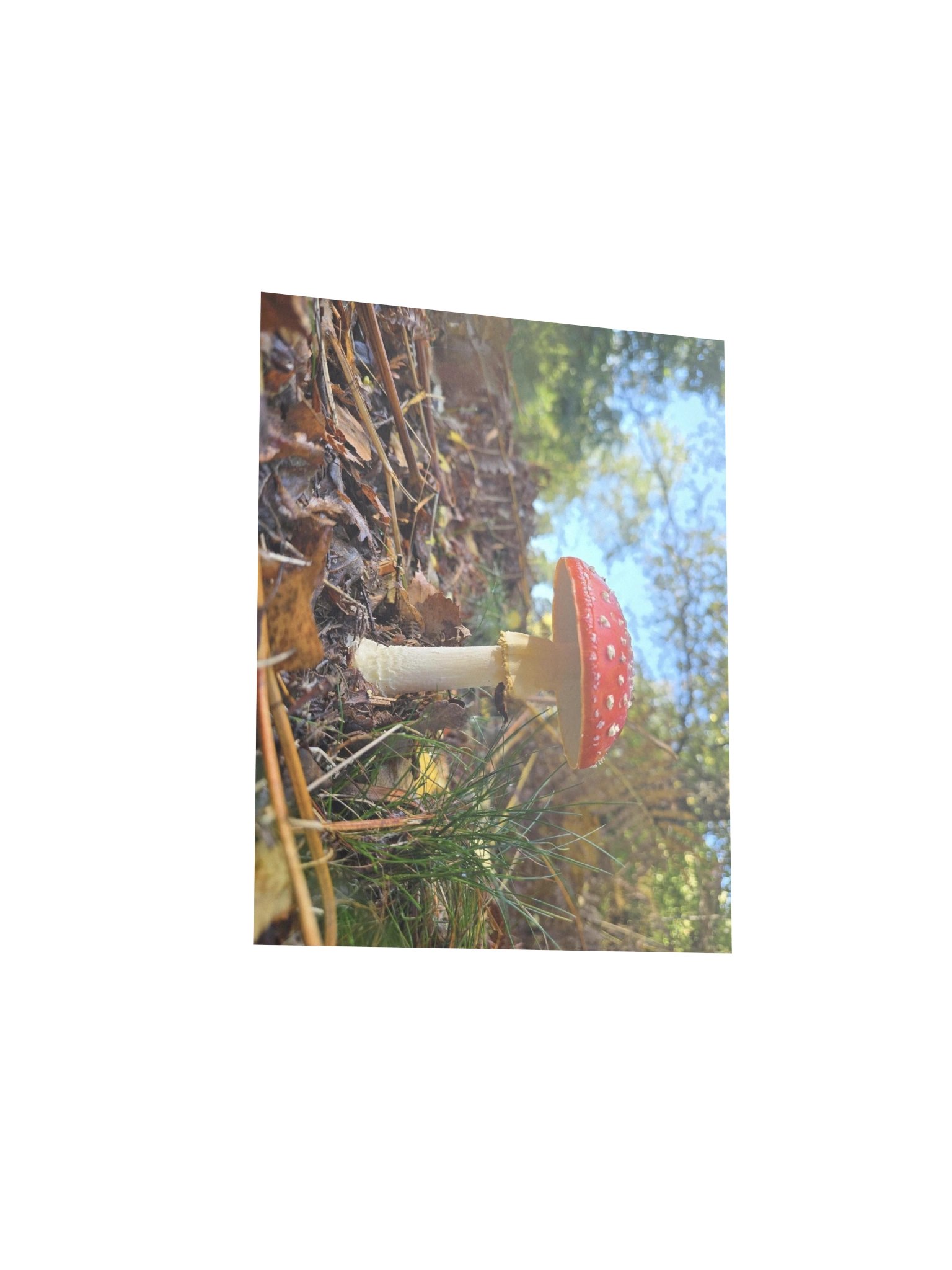 Fly agaric product image (3)