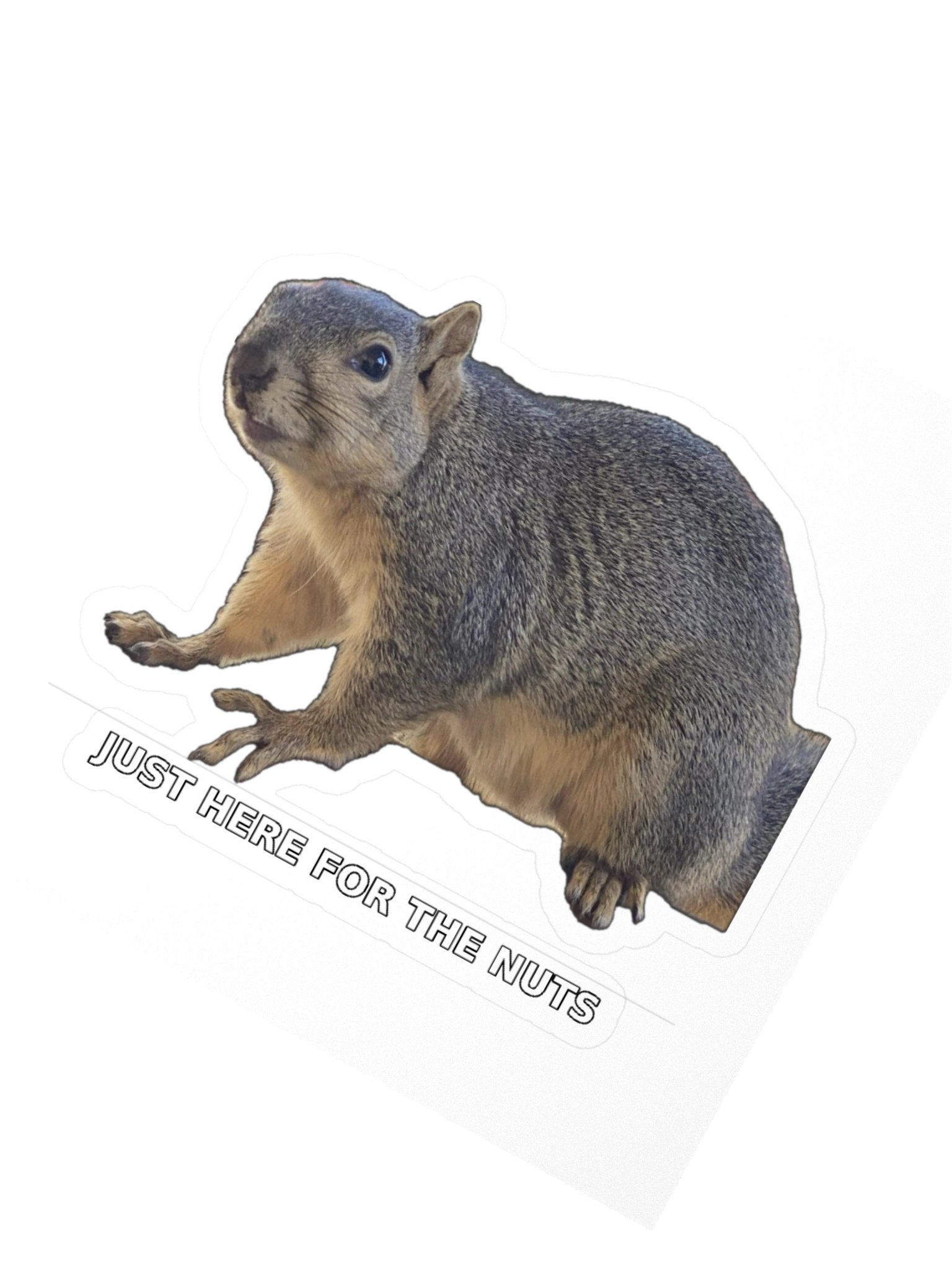 Squirrel Sticker In the Bone Zone product image (5)