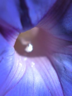 Morning Glory Digital Wallpaper Set product image (3)
