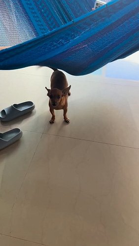 Dogs who feel safe and loved are happy dogs. 

#happydogs #chicathedoberman #chihuahua