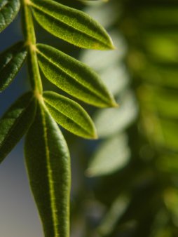 Jacaranda Leaves Digital Wallpaper Set product image (3)