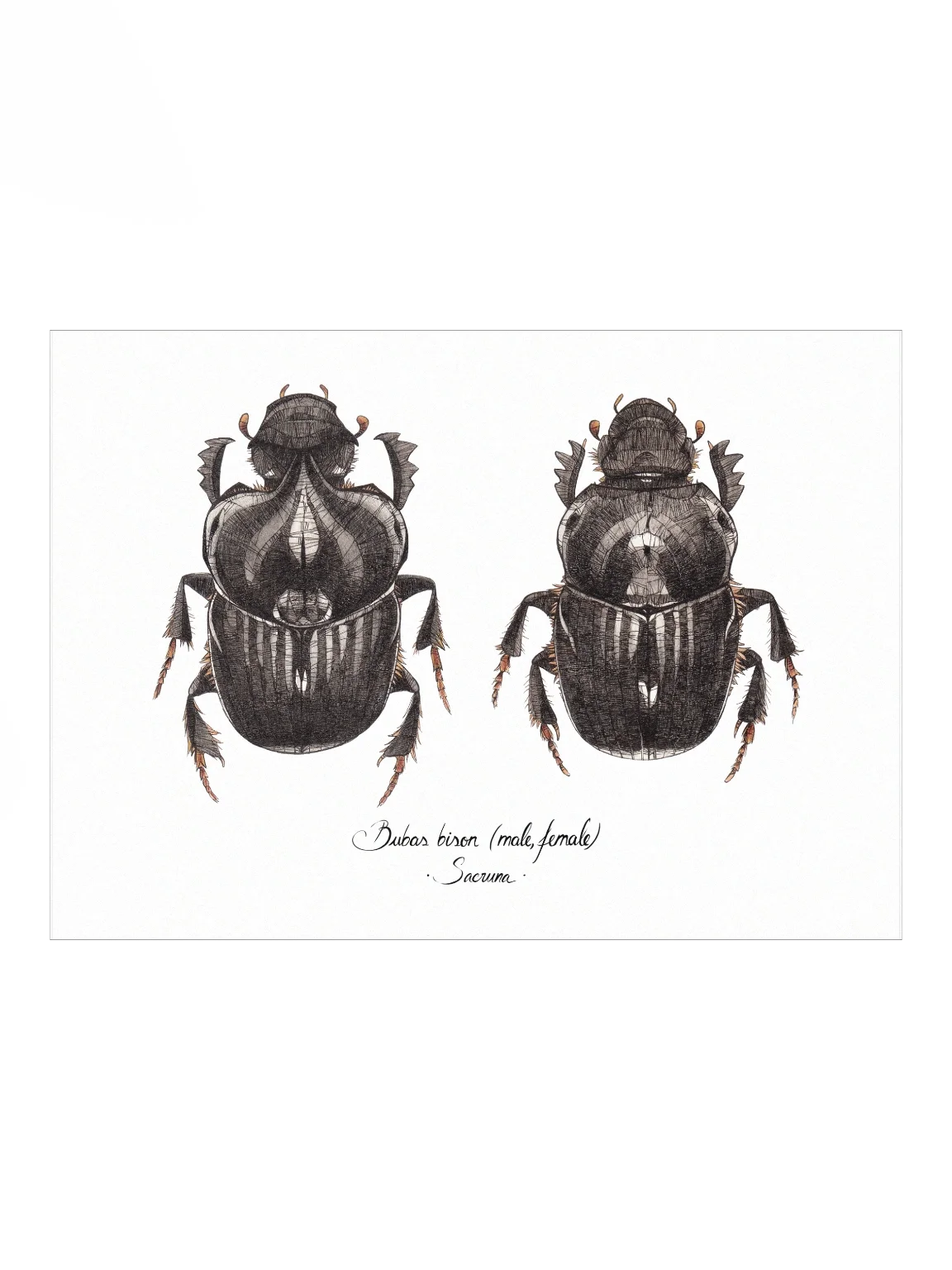 Bubas Bison • Print product image (1)