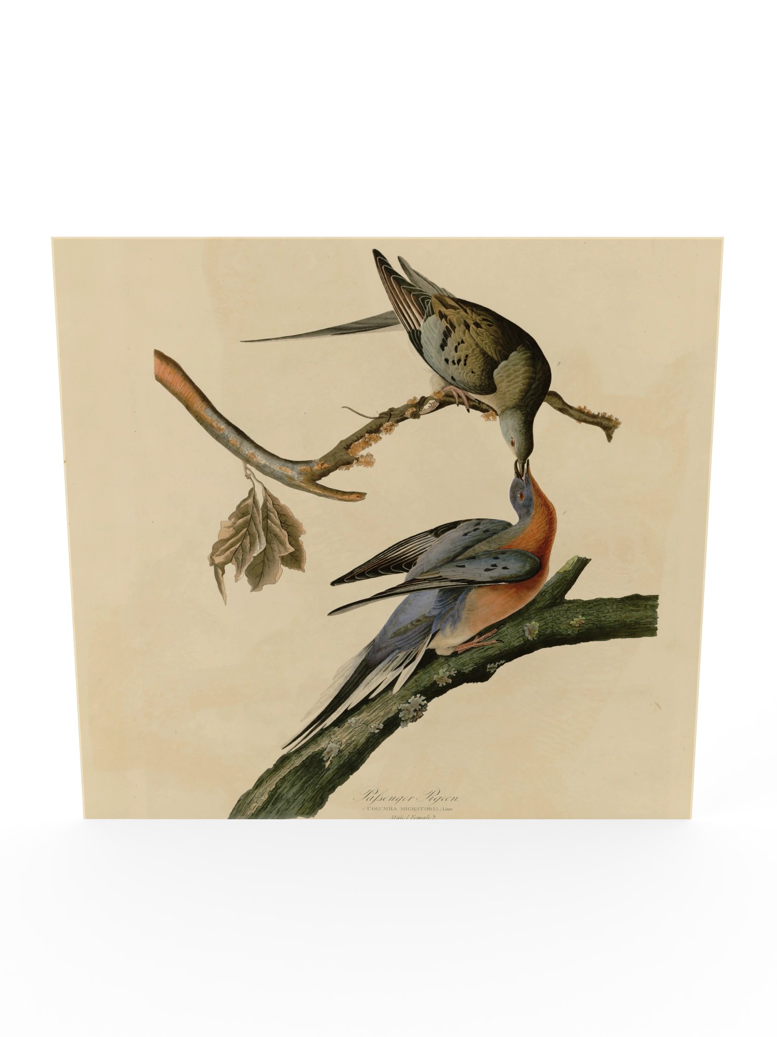 Passenger Pigeon, Plate 62 – Audubon Poster product image (5)