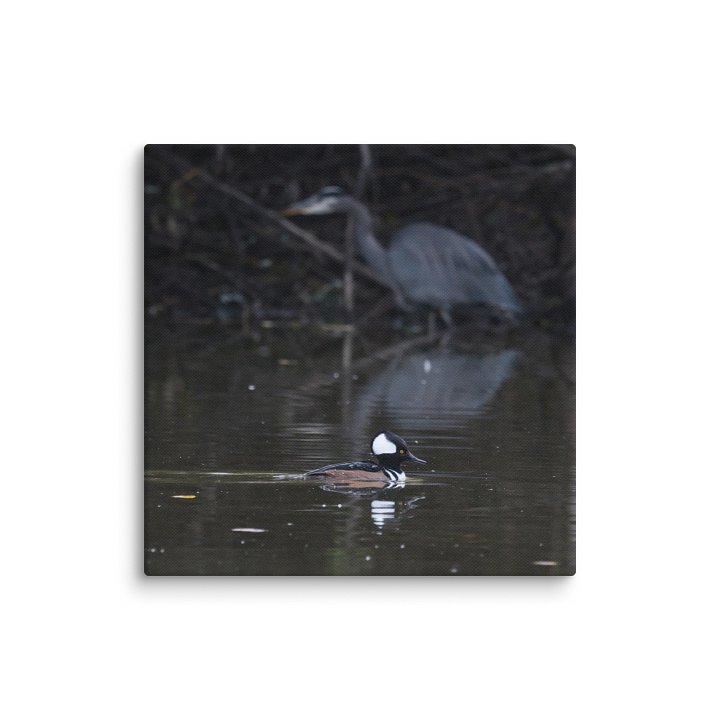 Hunters- Hooded Merganser and Great Blue Heron product image (8)